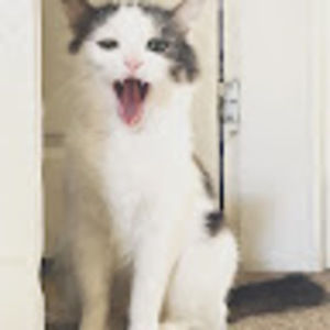 Meet your Posher, Galiba